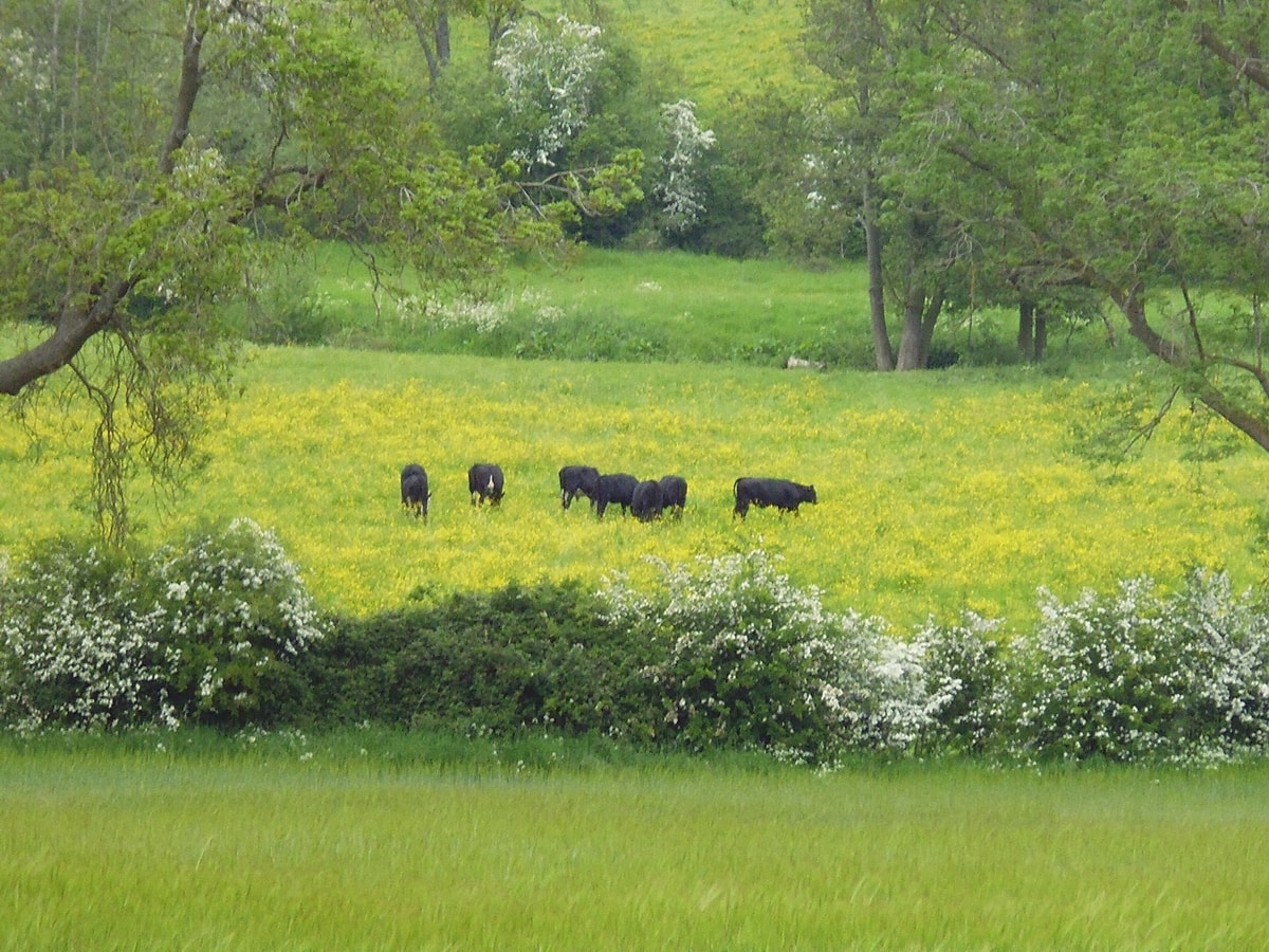 Wonderful Picturesque Countryside Cottage 11 Hello Guest